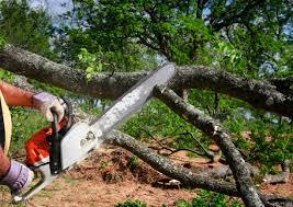 Best Commercial Tree Services  in Plainview, TN